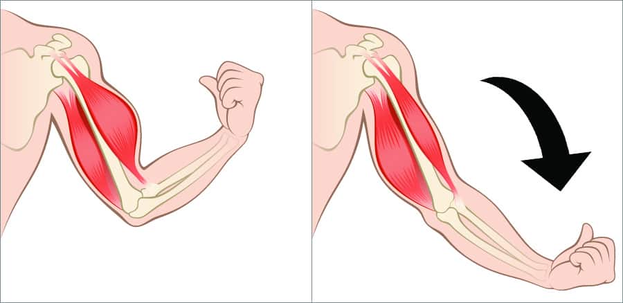 Eccentric action of the biceps muscle during elbow flexion