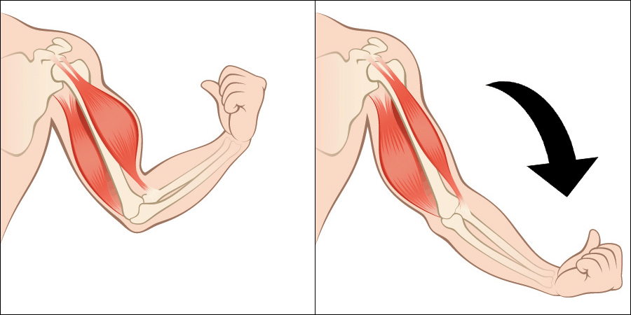 eccentric contraction of the biceps muscle