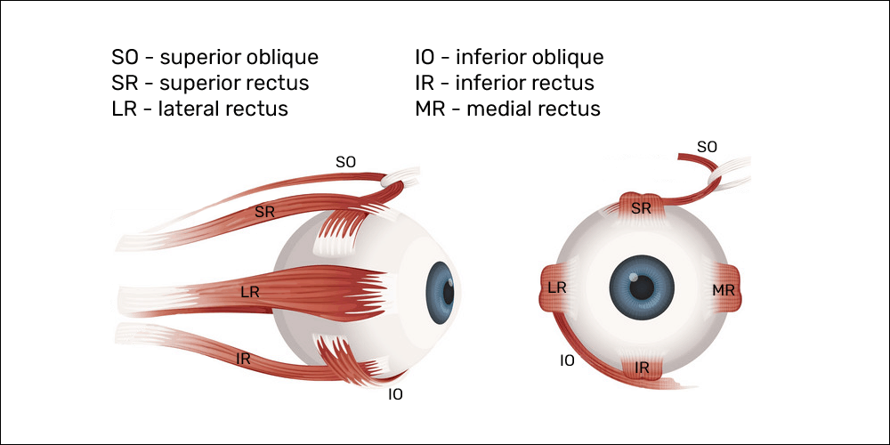 extraocular muscles of the eyes