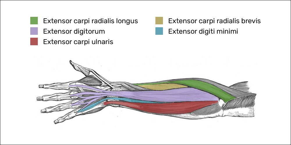 the muscles that make up the common extensor tendon