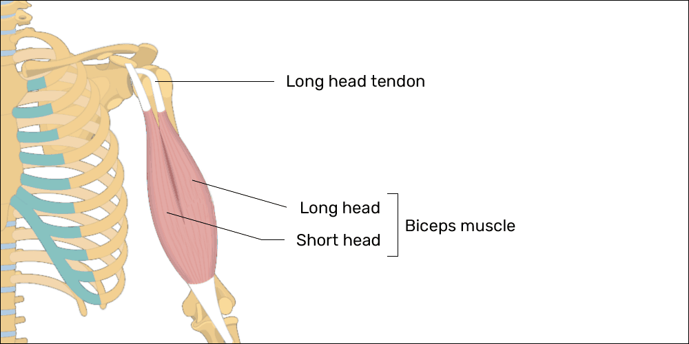 two parts of bicep