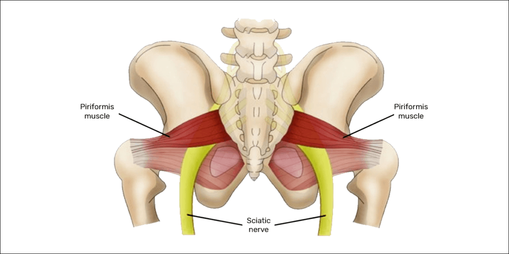 underneath the piriformis muscle