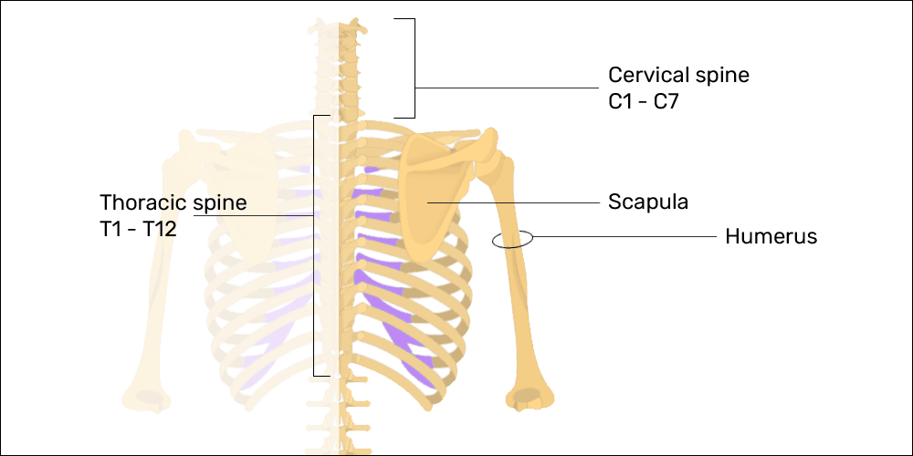 anatomy of the cervical & thoracic spines, scapulae, and arms