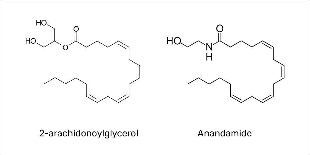 Endocannabinoid molecules